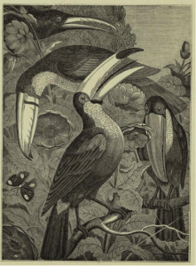 penny mag toucan pic