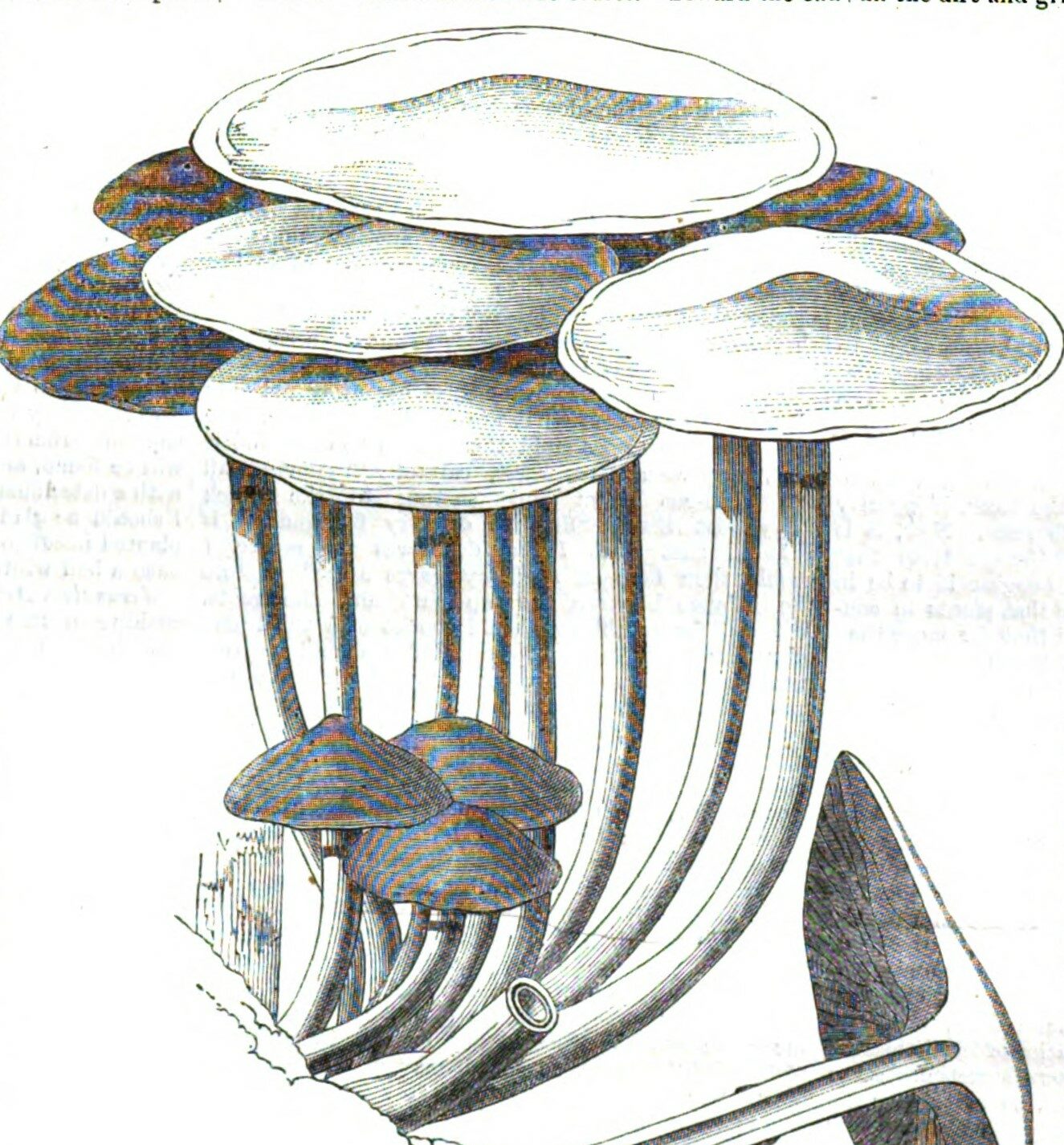 Drawing of a collection of long-stemmed mushrooms